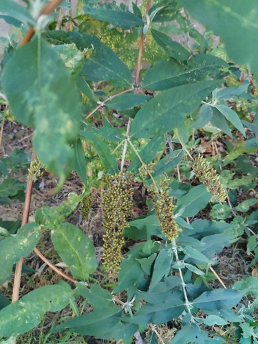 Butterfly bush