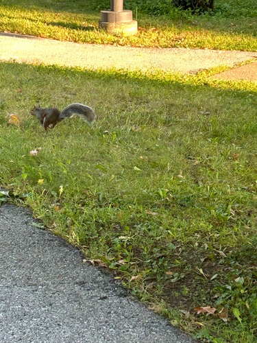 Eastern Gray Squirrel