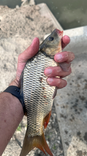 European Carp