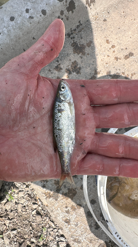 Golden Shiner