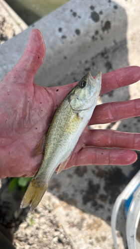 Largemouth Bass