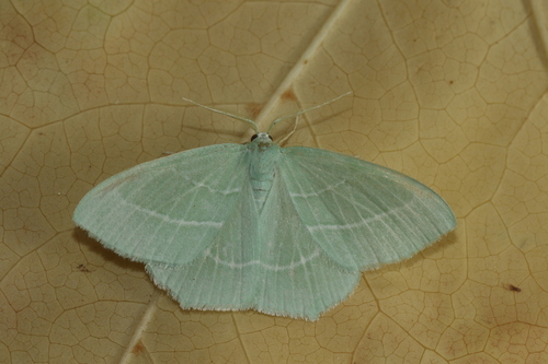 Small emerald