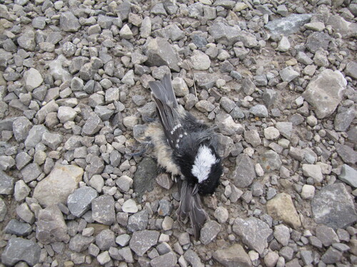 Coal Tit