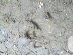 Tapirus terrestris