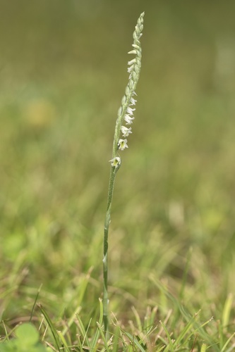 Autumn Ladies' Tresses