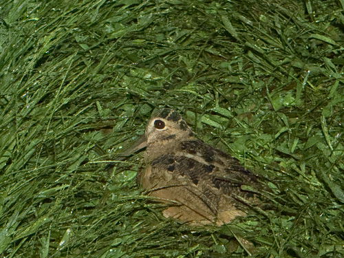 American Woodcock