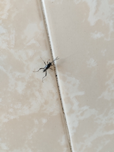 Blue-eyed Ensign Wasp