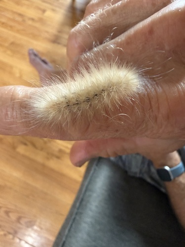 Virginian Tiger Moth