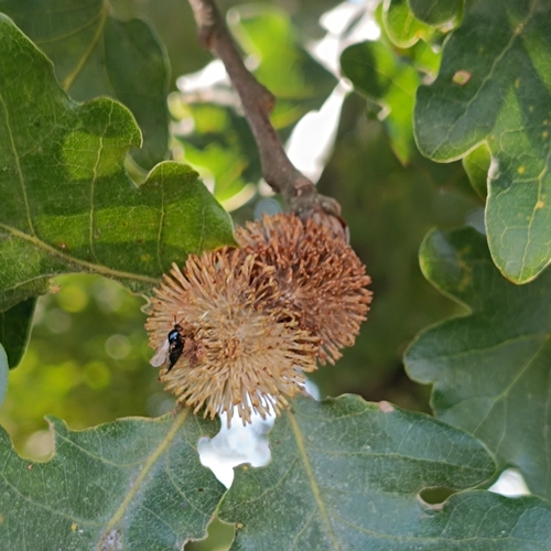 Hedgehog Gall Wasp