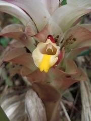 Curcuma zedoaria