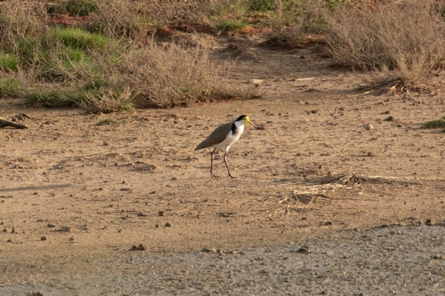 Masked Lapwing