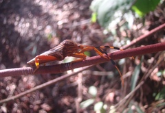 Spathophora biclavata