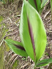 Curcuma zedoaria