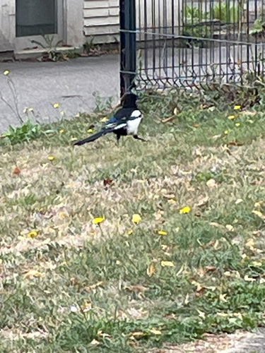Eurasian Magpie