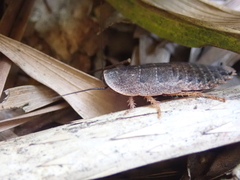 Opisthoplatia orientalis