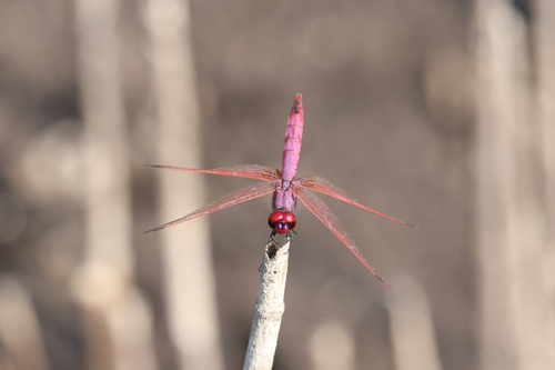 Violet Dropwing