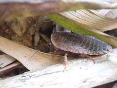 Opisthoplatia orientalis