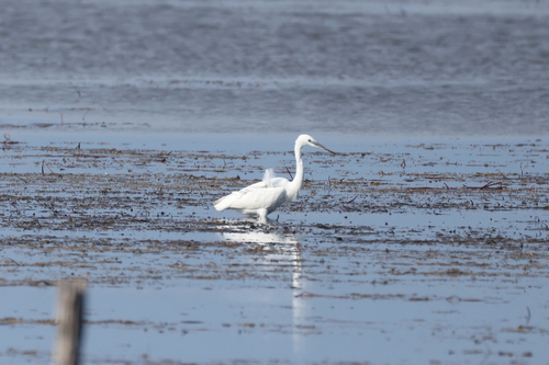 Little Egret