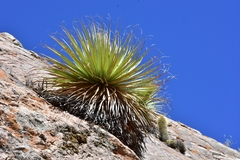Puya raimondii, photograph (c) Andrés Romero Bravo, some rights reserved (CC BY)