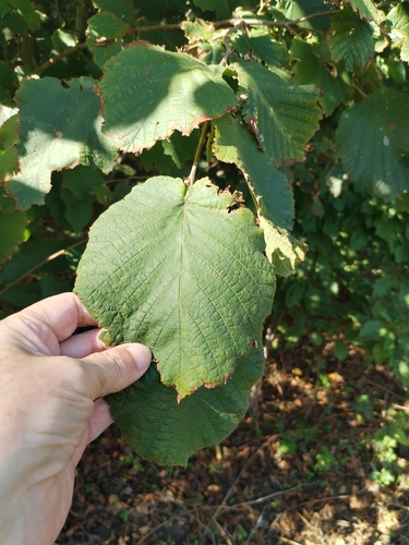 common hazel