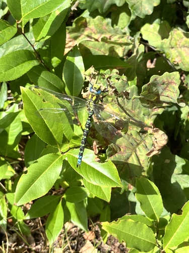 Southern Hawker
