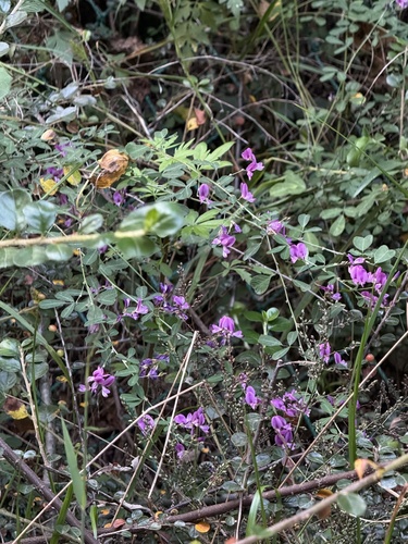 Lespedeza floribunda