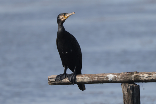 Great Cormorant