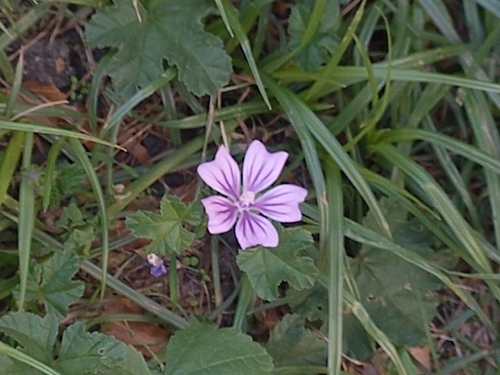 Common Mallow