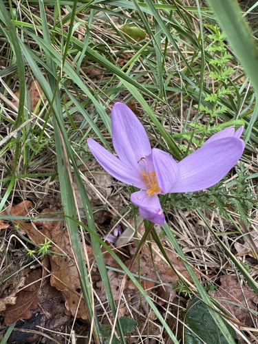 Autumn Crocus