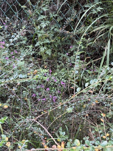 Lespedeza floribunda, photograph 2