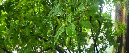 Elaeagnus multiflora observed 2026-09-16