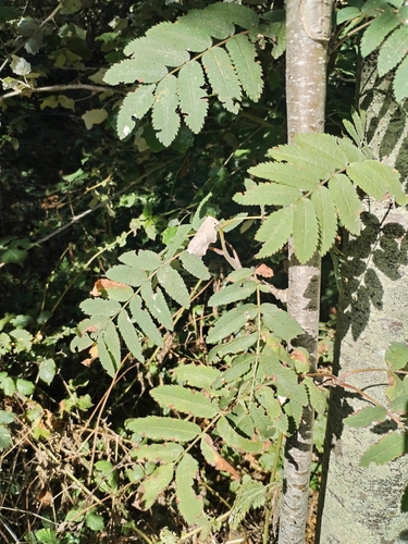 European mountain ash