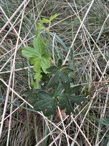 Bloody Crane's-bill