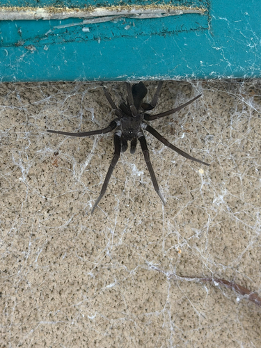 Southern House Spider