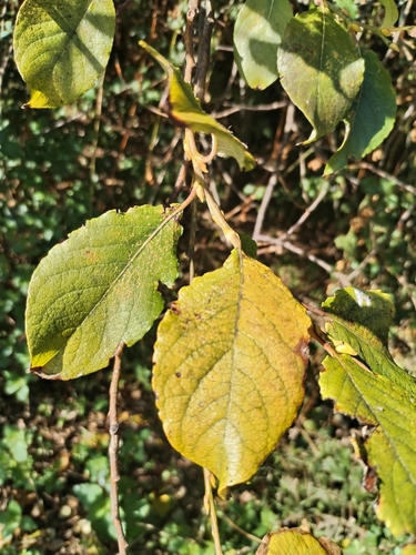 goat willow
