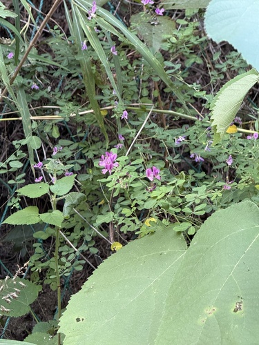 Lespedeza floribunda, photograph 3