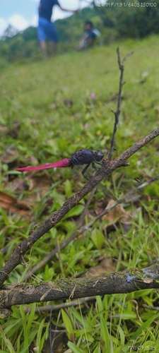 Crimson-tailed Marsh Hawk