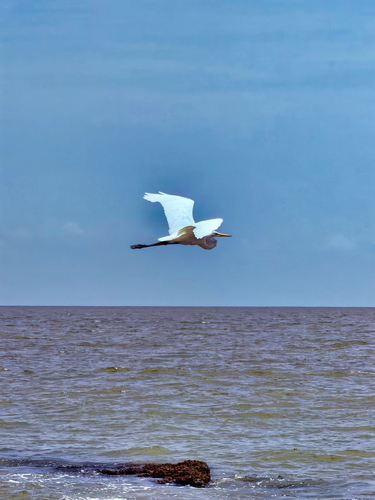 Great Egret