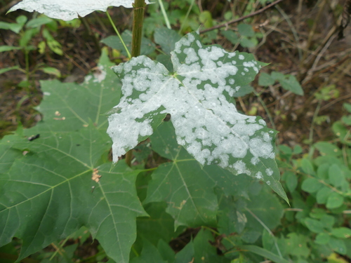 Sawadaea tulasnei