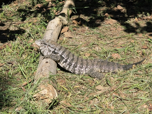 Argentine Black-and-white Tegu