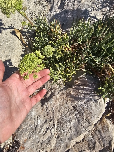 rock samphire