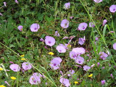 Convolvulus althaeoides althaeoides