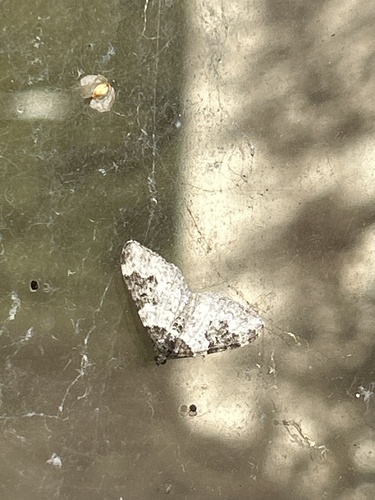 Garden Carpet