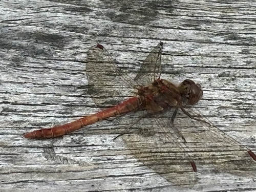 Common Darter