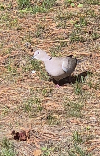 Eurasian Collared-Dove