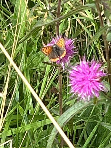 Small Copper