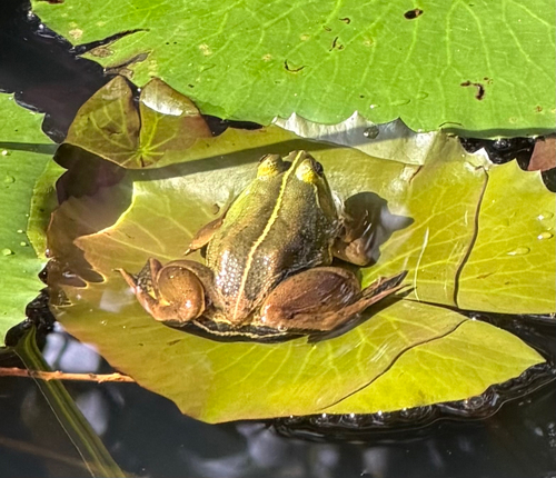 Indian Five-fingered Frog