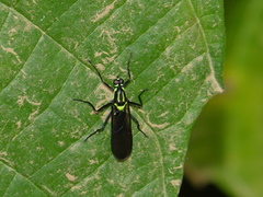 Raphiocera ornata