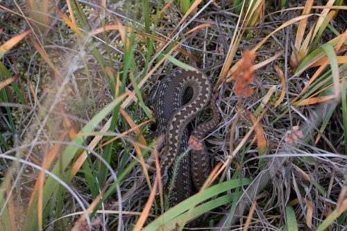 Adder