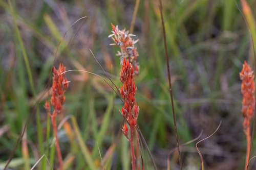 bog asphodel